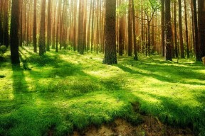 世界登山青年导师生态修复项目第51批结项名单公布，2020登山大赛